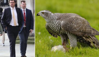 Reality star in £500k court fight after noisy building work scared Cornish neighbour’s prize falcons to death
