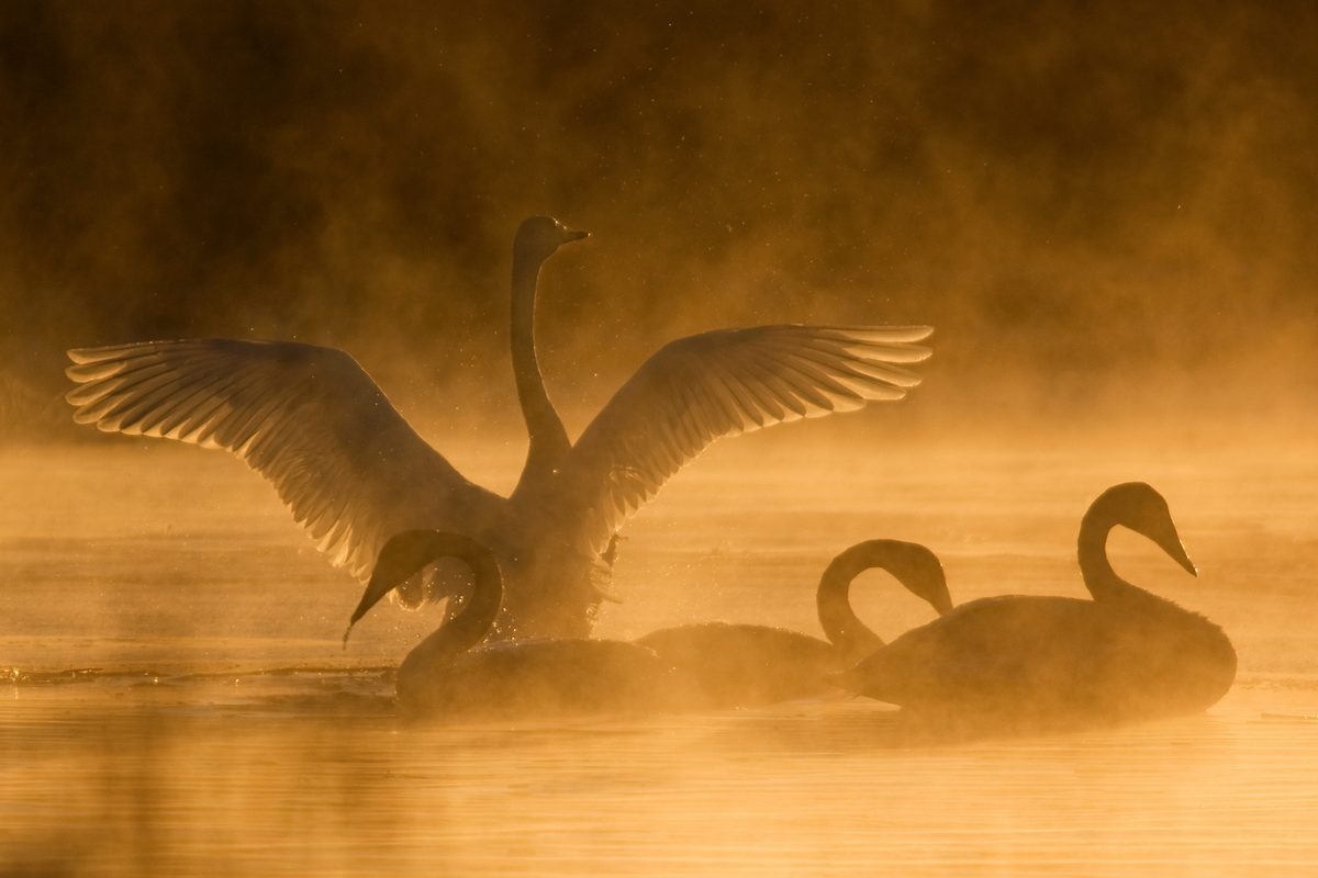 Whooper swans