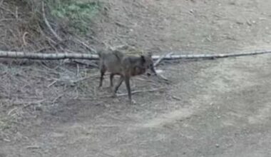 Gray wolf spotted in Los Angeles for the first time in over 100 years