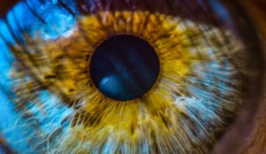 closeup of blue iris of eye, with pupil and yellow striations