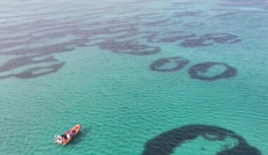 A Naturescot Monitoring Team Has Dubbed The Formations Seagrass Doughnuts