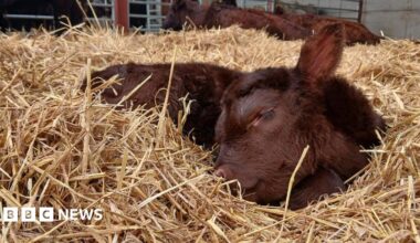 A Lincoln Red calf is laying in a mountain of straw with its head to the side, eye closed and ear up in the air. It looks peaceful, has a soft brown coat and is resting.
