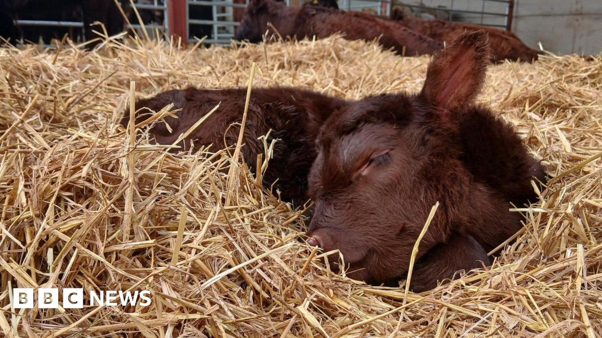 A Lincoln Red calf is laying in a mountain of straw with its head to the side, eye closed and ear up in the air. It looks peaceful, has a soft brown coat and is resting.