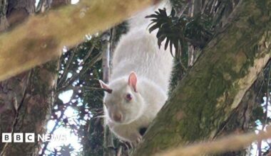 A squirrel in a tree, seen through multiple branches. It is completely white with pink eyes, nose and ears.