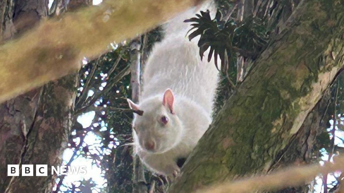 A squirrel in a tree, seen through multiple branches. It is completely white with pink eyes, nose and ears.