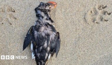 A dead puffin is lying on a sandy beach. There are two dog's paw prints around it.
