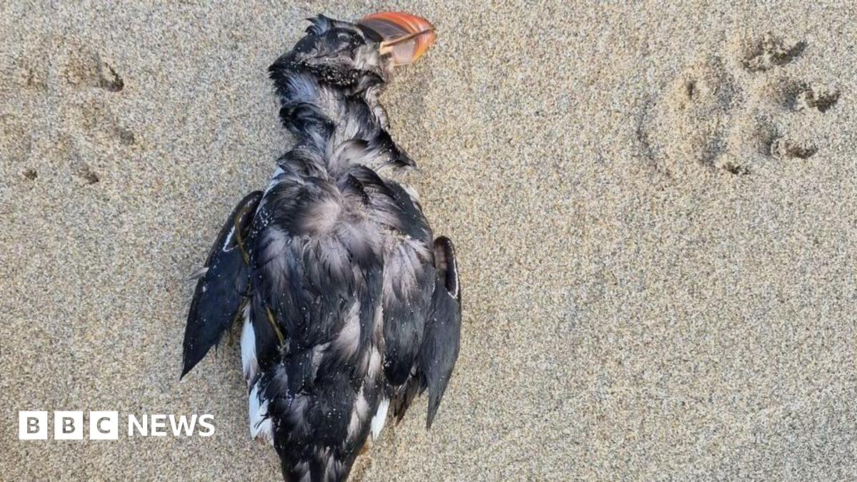 A dead puffin is lying on a sandy beach. There are two dog's paw prints around it.