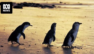 Calls for protection of Tasmania's penguins amid reports of birds 'handled by the neck'
