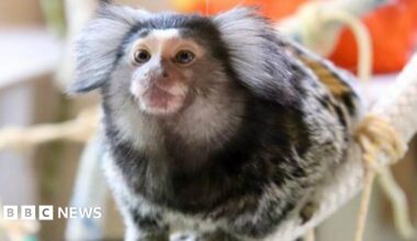 Small common Marmoset gripping on to a thick, white rope. He has white fluffy ears, small eyes, a snub nose and patches of brown on his face.