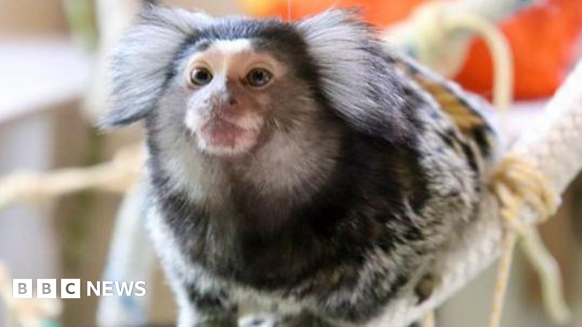 Small common Marmoset gripping on to a thick, white rope. He has white fluffy ears, small eyes, a snub nose and patches of brown on his face.