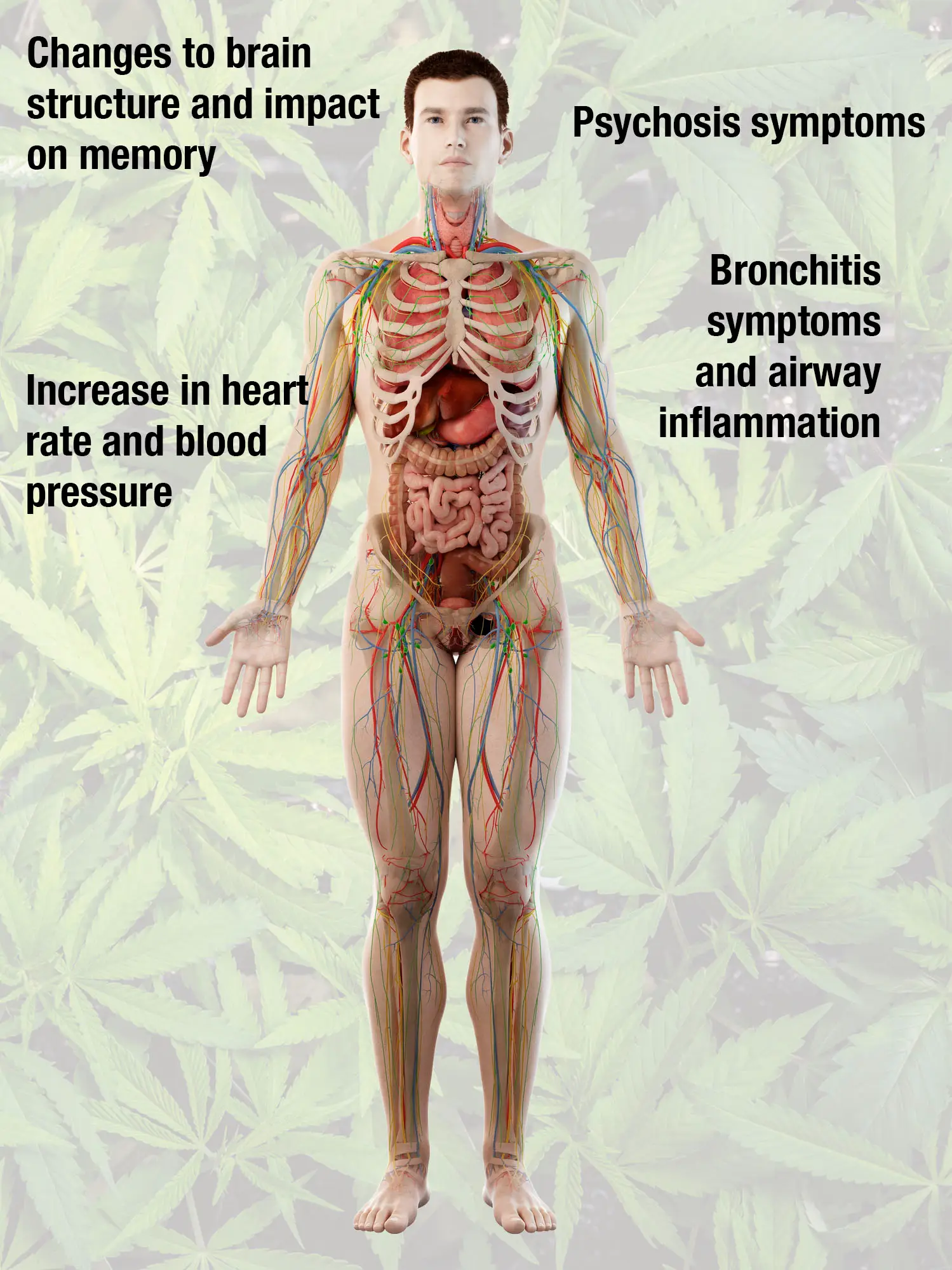 Long-term cannabis use affects several organs (Getty Stock Images)