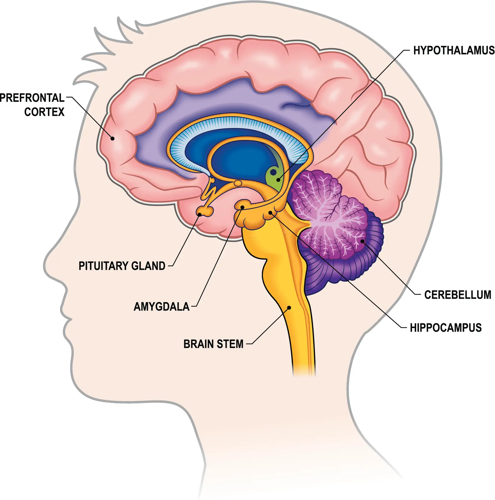 Cannabis can affect the amygdala and the prefrontal cortex (Getty Stock Images)