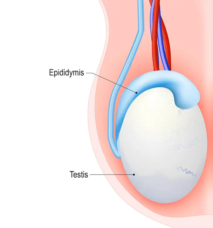 The epididymis is attached to each of the testicles (Getty Stock Images)