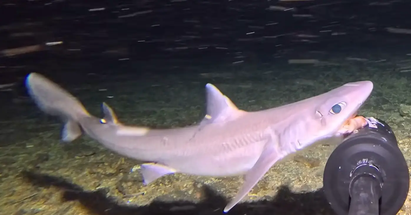 The spurdog could be seen fighting to eat the squid (Barny Dillarstone)