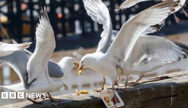 Three seagulls sit on a wooden plank at a beach fighting for leftover chips covered in tomato ketchup. Their wings are spread wide as two others swoop in on the action.