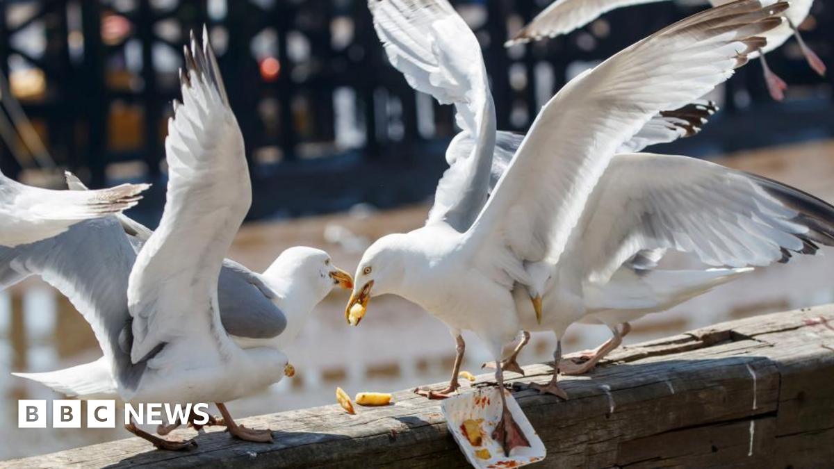 Three seagulls sit on a wooden plank at a beach fighting for leftover chips covered in tomato ketchup. Their wings are spread wide as two others swoop in on the action.