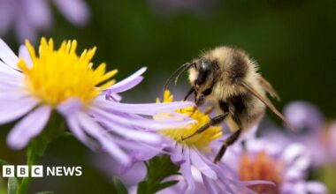 A bee, with its yellow and black body, on top of a flower with purple petals and yellow pollen.