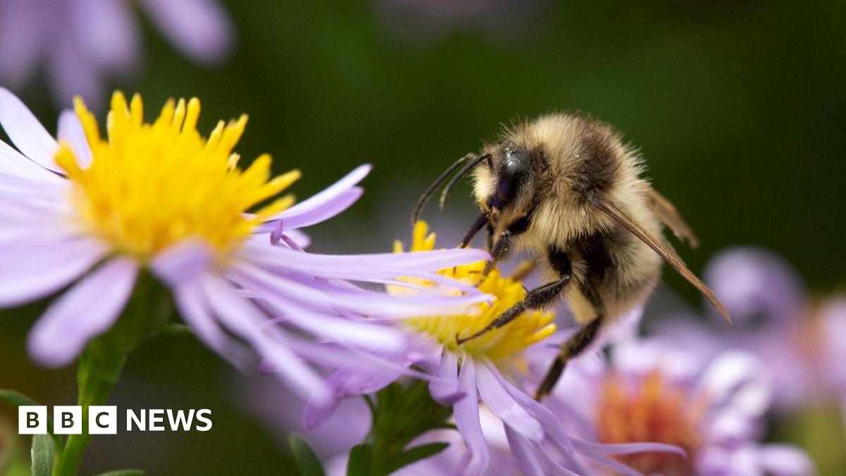 A bee, with its yellow and black body, on top of a flower with purple petals and yellow pollen.