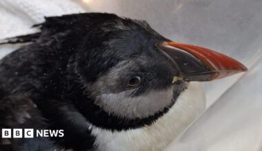 Puffin aged 34 dies after being washed up in stormy weather