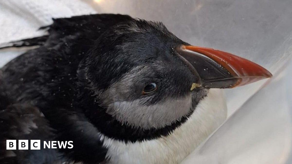 Puffin aged 34 dies after being washed up in stormy weather