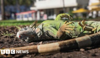 Florida iguanas are 'cold stunned' and falling from trees