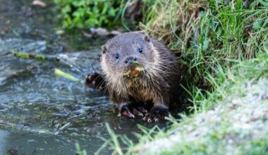 Baby Otter Trying Food for First Time Makes the Most Adorable Sounds We've Ever Heard