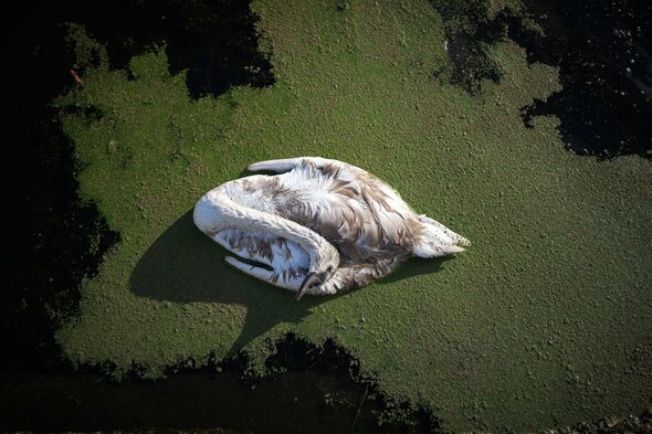 Dead Swans Found In East Lancashire Canal Dead Swans Found In East Lancashire Canal