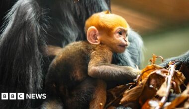 An orange coloured baby monkey in the bosom of its mother which has black hair.