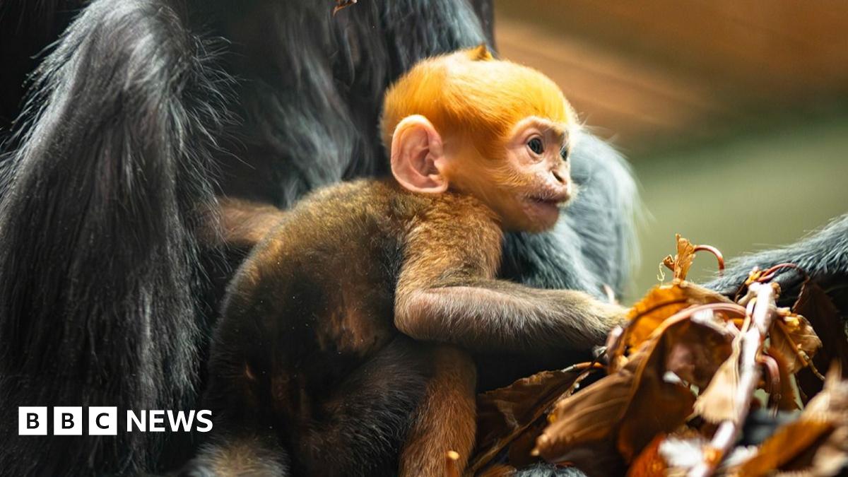 An orange coloured baby monkey in the bosom of its mother which has black hair.