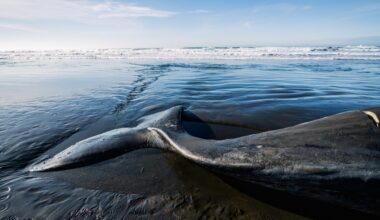 Mystery as four rare whales wash up dead on Andalusian coastline in one day