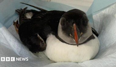 A puffin. He is sat on a paper towel and is facing the camera.