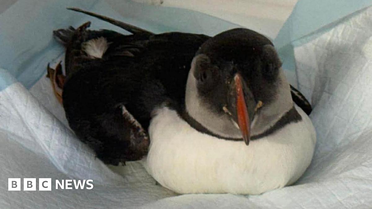 A puffin. He is sat on a paper towel and is facing the camera.