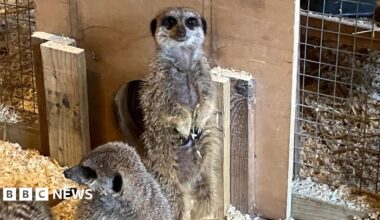 Two meerkats pictured at the Royal Oak Inn and Meerkat Retreat in Brockham, Surrey. The meerkats are all black and white, with a brown tinge. One meerkat is stood on its back legs.