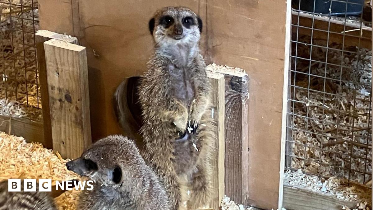 Two meerkats pictured at the Royal Oak Inn and Meerkat Retreat in Brockham, Surrey. The meerkats are all black and white, with a brown tinge. One meerkat is stood on its back legs.