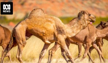 Camels dying from dehydration descend on APY Lands