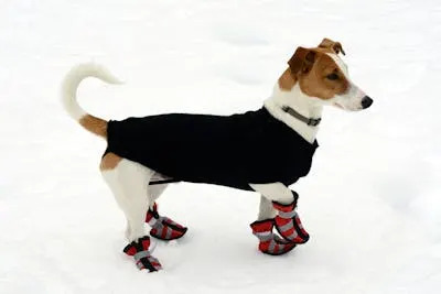 Pets are often suited up with protection from the cold. <a href="https://www.shutterstock.com/image-photo/cute-little-terrier-wearing-snow-shoes-171263291" rel="nofollow noopener" target="_blank" data-ylk="slk:Photology1971/Shutterstock.com;elm:context_link;itc:0;sec:content-canvas" class="link ">Photology1971/Shutterstock.com</a>