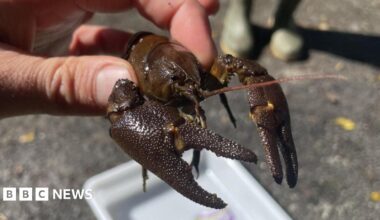 A composite image of the front pages of the Sunday Times and the Observer on 8 February 2026