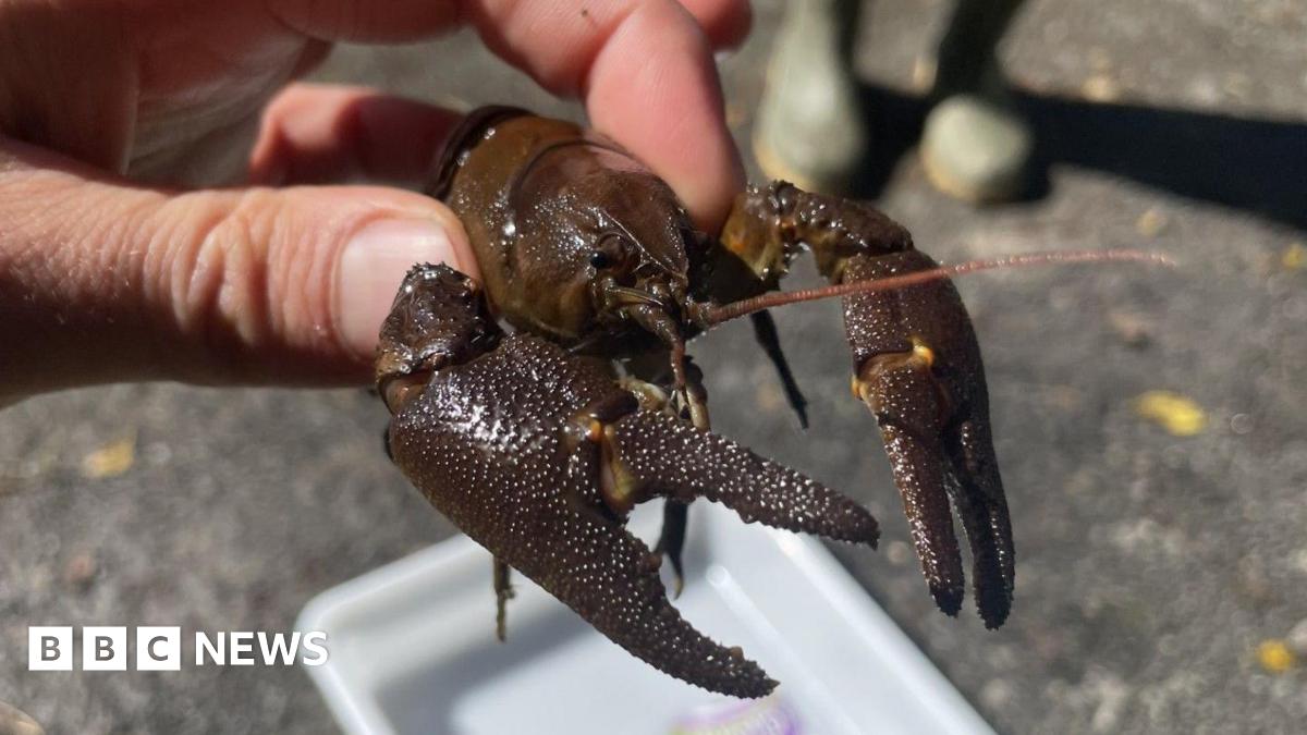 A composite image of the front pages of the Sunday Times and the Observer on 8 February 2026