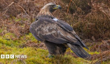 Lady Gaga and Bad Bunny