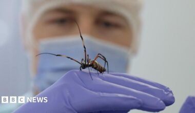 Jamie Morris holds a golden orb-web spider on top of his hand. He wears purple latex gloves and a surgical mask and hat.