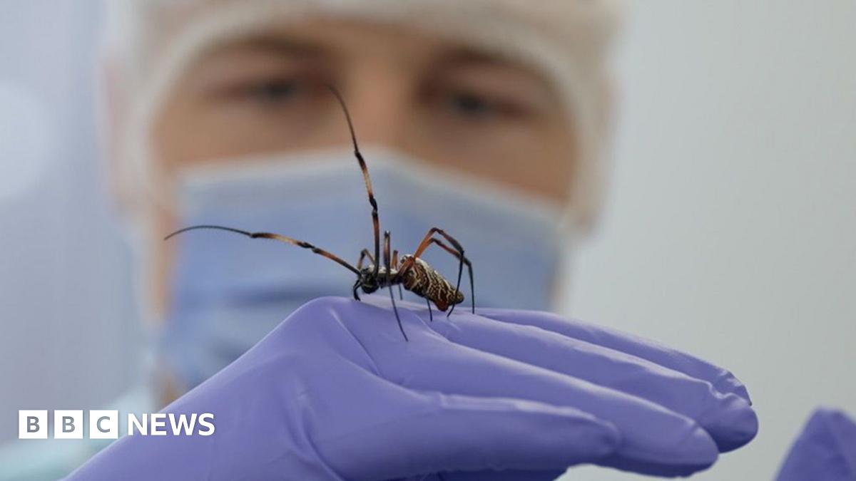Jamie Morris holds a golden orb-web spider on top of his hand. He wears purple latex gloves and a surgical mask and hat.