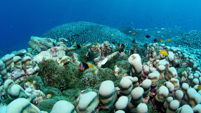 Great Barrier Reef: World’s largest coral colony discovered off Australian coast by mother-daughter team