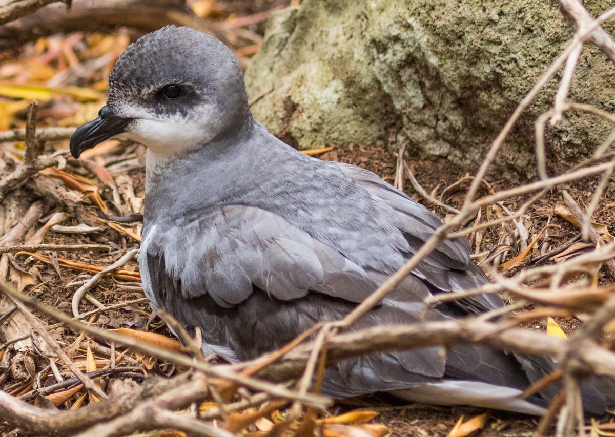 Small, noisy petrel found on outlying island of Australasia