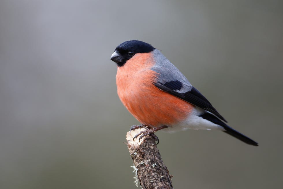 close up of song finch perching on branch,leeds,united kingdom,uk
