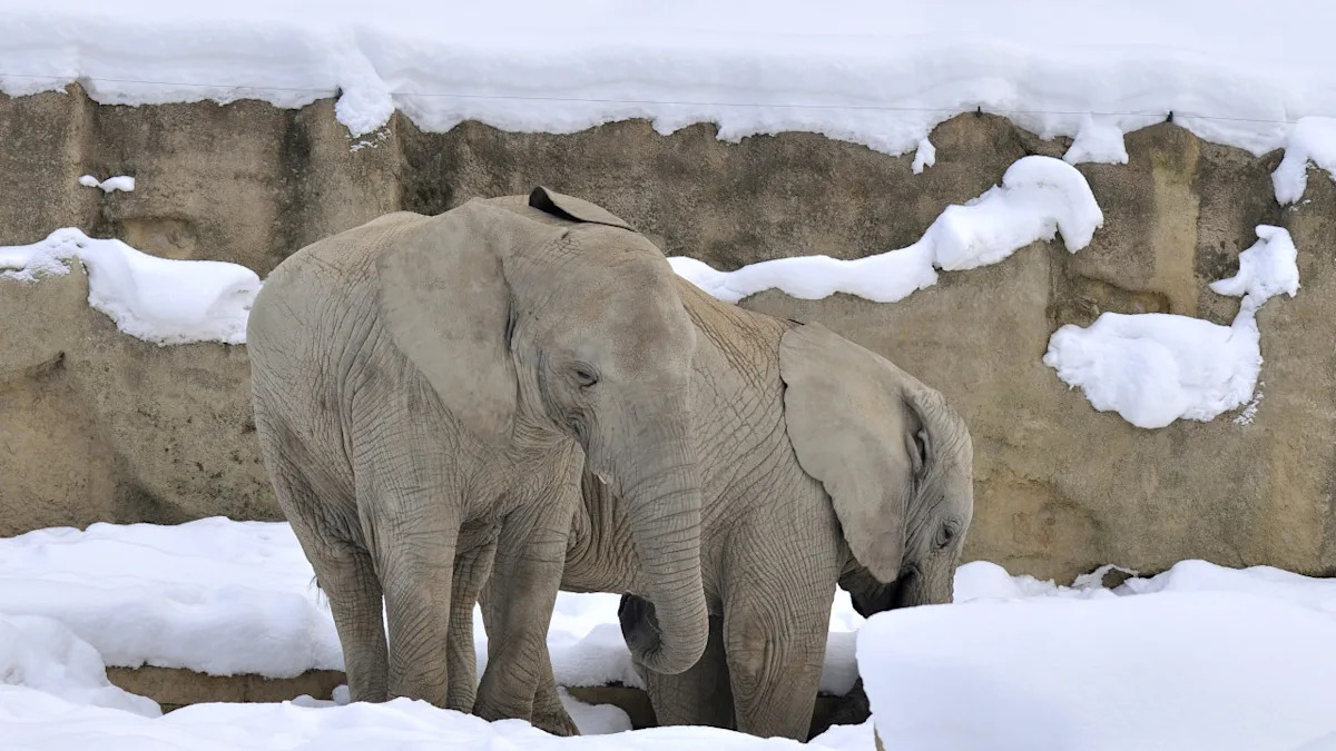 Playful Elephant Making Snowballs With His Trunk Instantly Wins the Internet