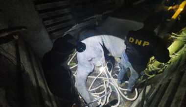 Bangkok Post - Wild elephant's death during translocation sparks probe