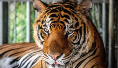 Bangkok Post - Deaths of 70 tigers at Chiang Mai park probed