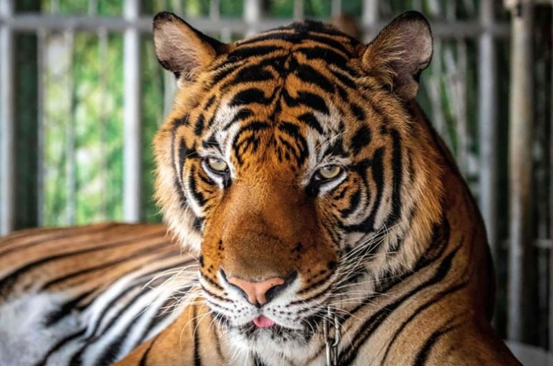 A tiger looks on while it is chained to be photographed by tourists in Chang Siam Park in Pattaya in February 2020. The operators of the Tiger Kingdom attractions in Thailand say they do not chain their animals, which have been bred in captivity and are comfortable around humans. (AFP file photo)