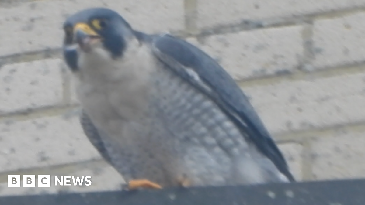 A fossil of part of a crinoid that resembles a row of teeth. The markings form a curved shape with pale, tooth‑like segments set against the darker surface of the fossil. The fossil rests on another rock in the foreground.