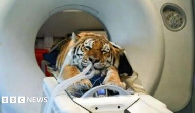 An orange and brown tiger lying down, entering a medical machine